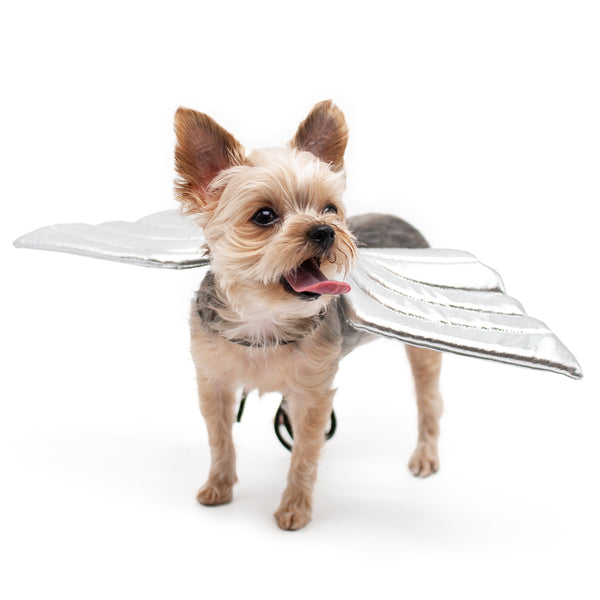 Dragon Wings Dog Halloween Costume - Silver