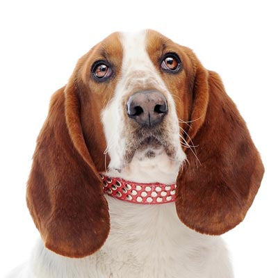 Dogo Stud Dog Collar - Red
