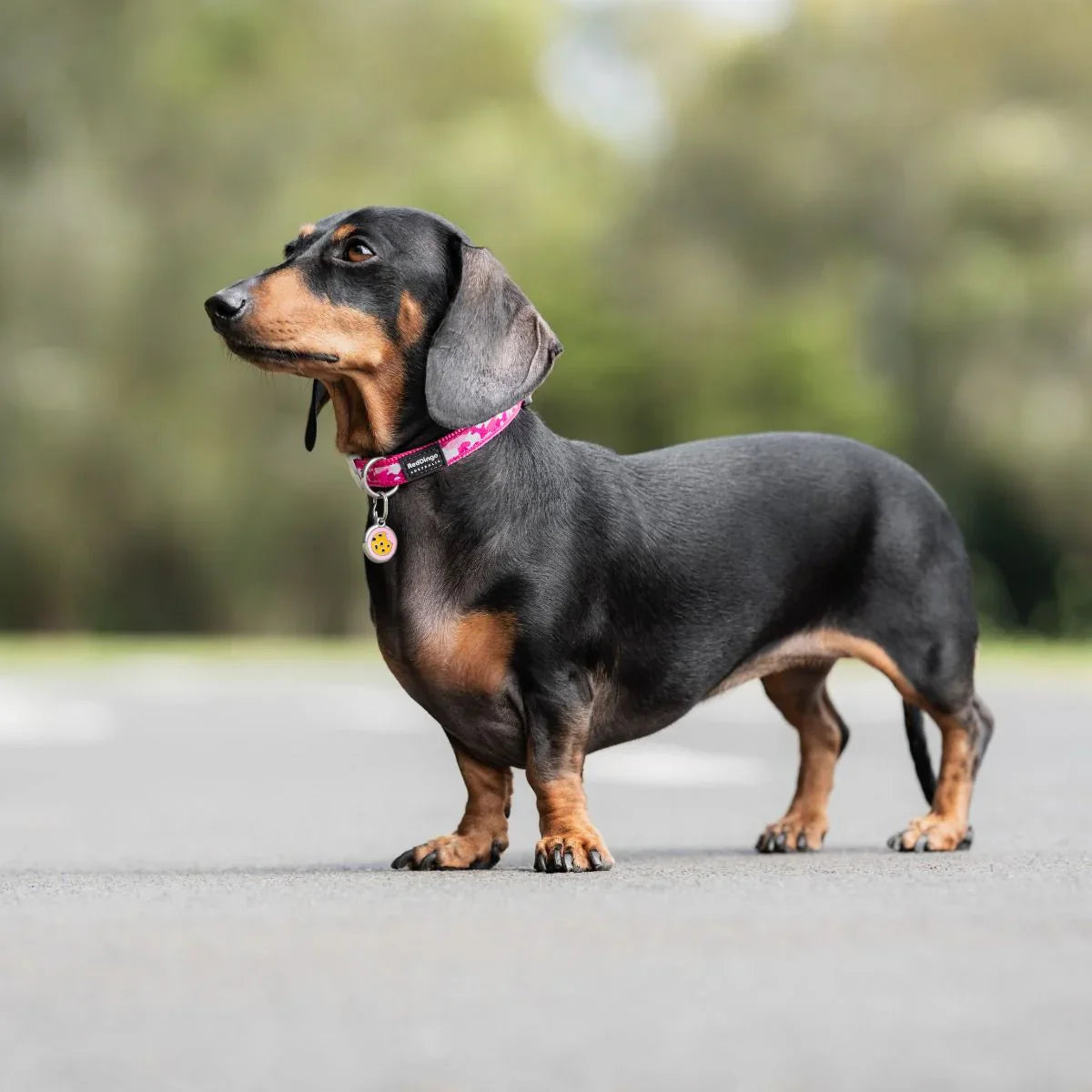 Chocolate and Dogs: What You Actually Need to Know