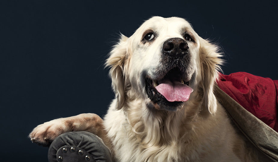 5 Great Movies For Dog Lovers