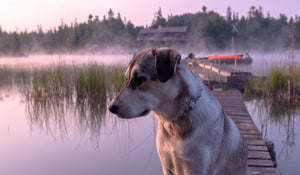 Canine Hydrotherapy For Joint Care