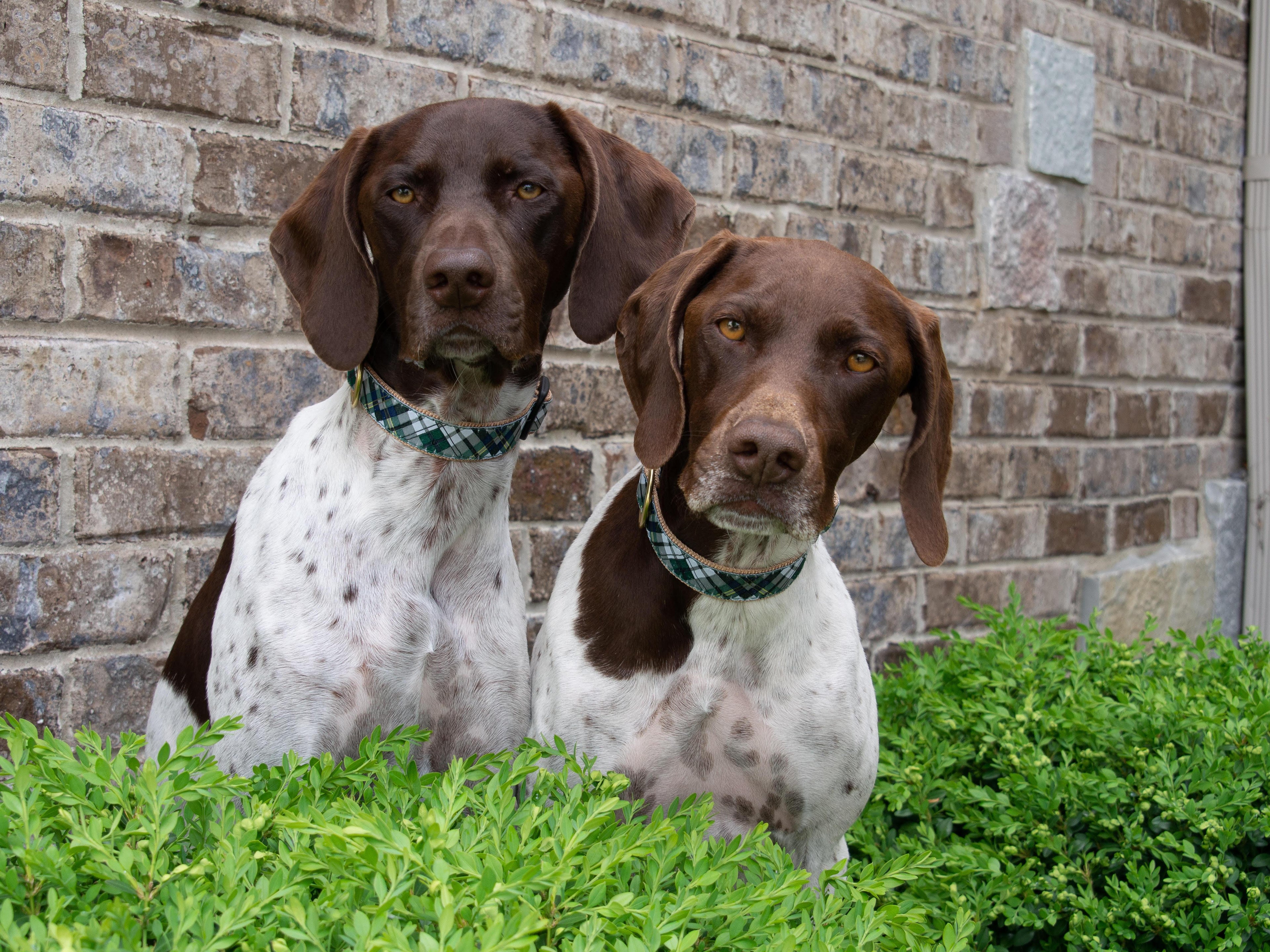 Ask A Trainer: How To Introduce Two Dogs To Each Other