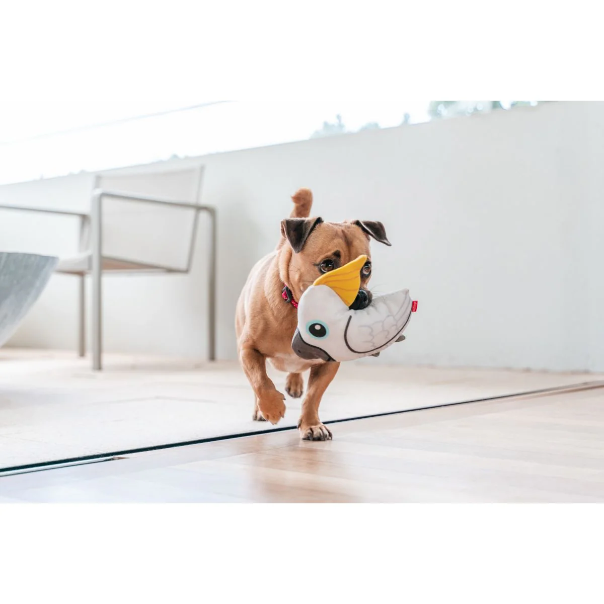 How To Teach Your Dog To Fetch
