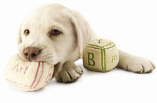 The Ultimate Puppy Starter Guide: The First 24 Hours With Your Puppy