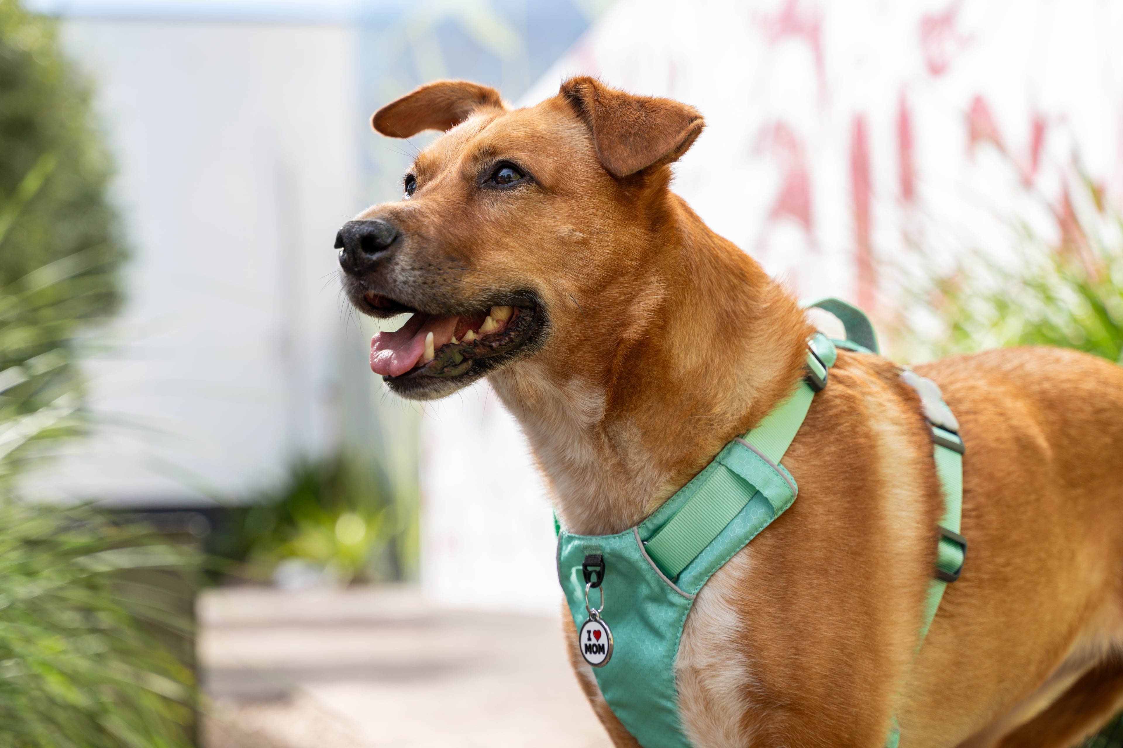 Dog Lover Gift Guide: Great Gifts For Her