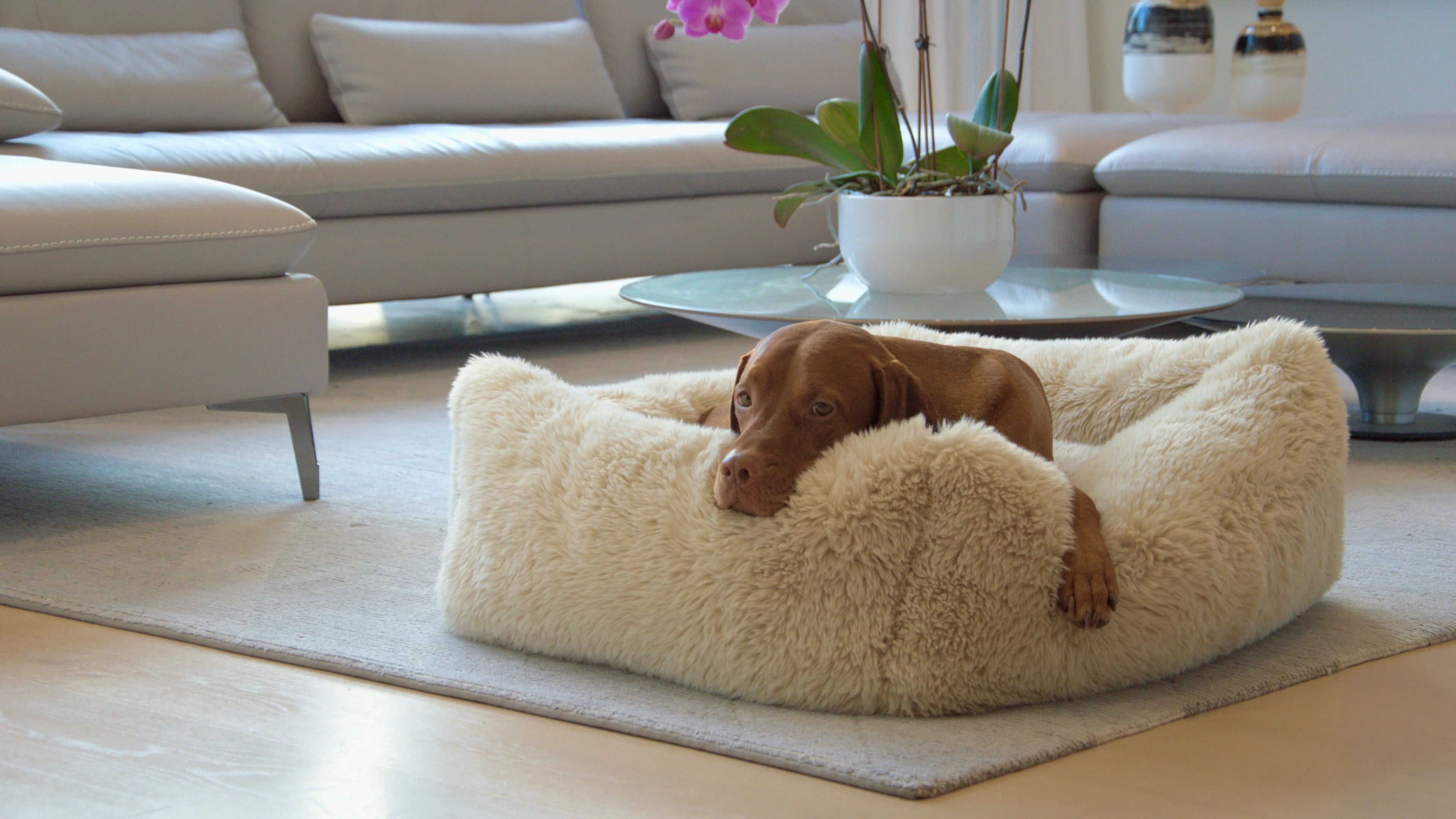 Bowsers Dog Beds