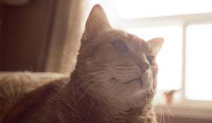 Cat Supplies