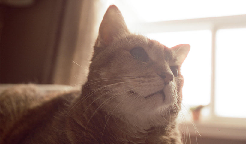 Cat Supplies