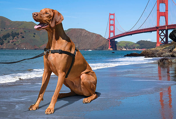 Dog Harnesses
