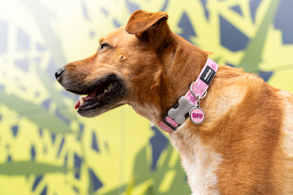 Red Dingo Stainless Steel & Enamel Dog Tag - BFF Best Friends Forever (Pink)