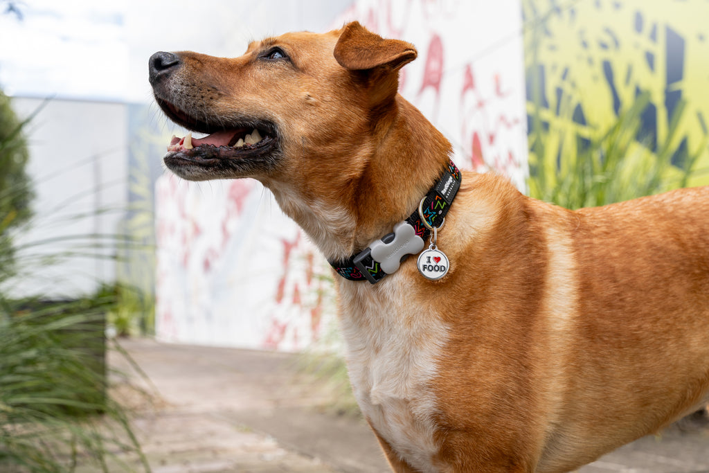 Red Dingo Stainless Steel & Enamel Dog Tag - I Heart Food