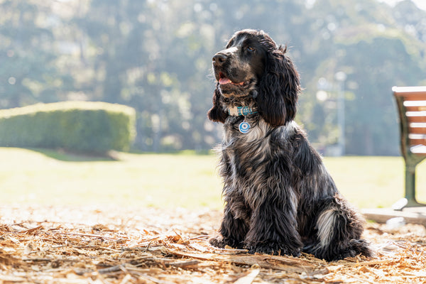 Red Dingo Stainless Steel & Enamel Dog Tag - Monster (Blue)