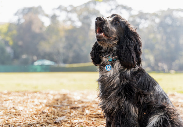 Red Dingo Stainless Steel & Enamel Dog Tag - Monster (Blue)