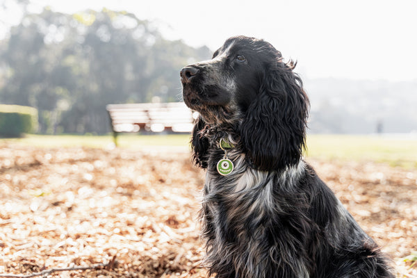 Red Dingo Stainless Steel & Enamel Dog Tag - Monster (Green)