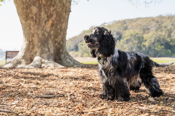Red Dingo Stainless Steel & Enamel Dog Tag - Monster (Green)