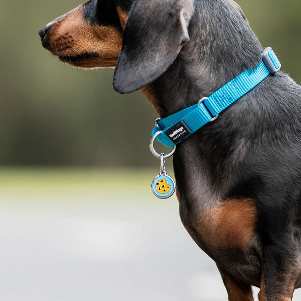 Red Dingo Stainless Steel & Enamel Cookie Dog ID Tag (Blue)