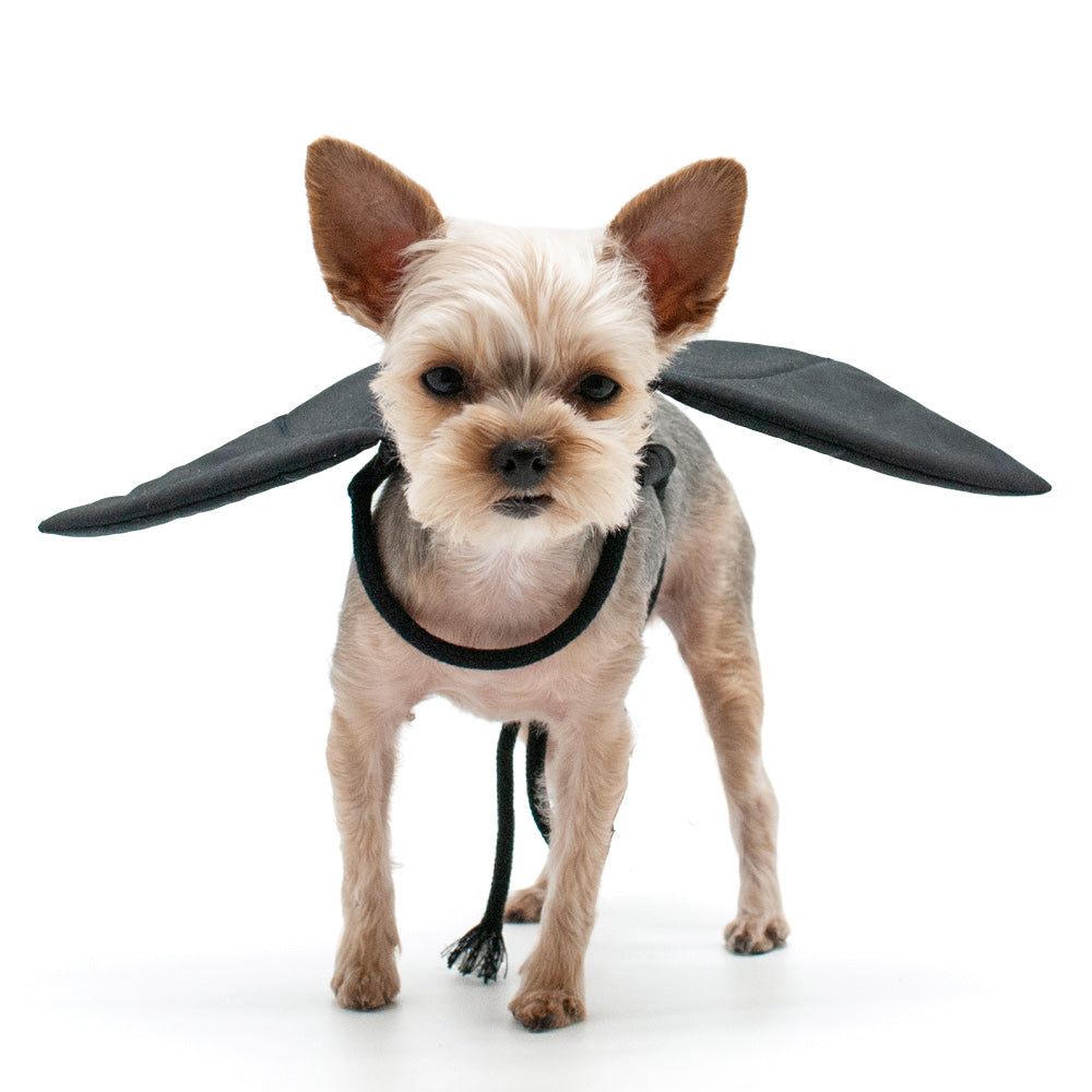 Dragon Wings Dog Halloween Costume - Black