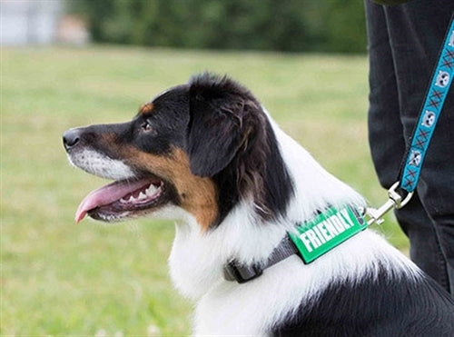Bark Notes Slide-On Dog Safety Badges - No Dogs