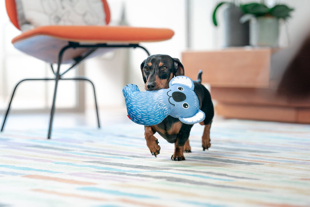 Blue koala plush dog toy with smiling face and white ear accents, carried by a dog