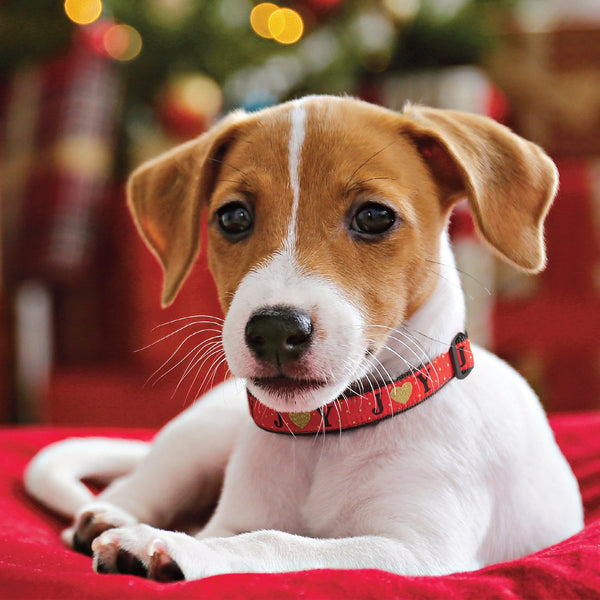 Up Country Holiday Joy Dog Collar