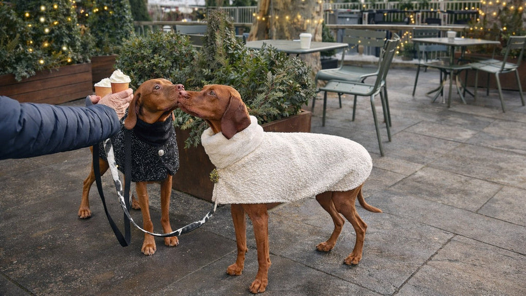 Manhattan Walking Coat For Dogs - Fuchsia Fiesta
