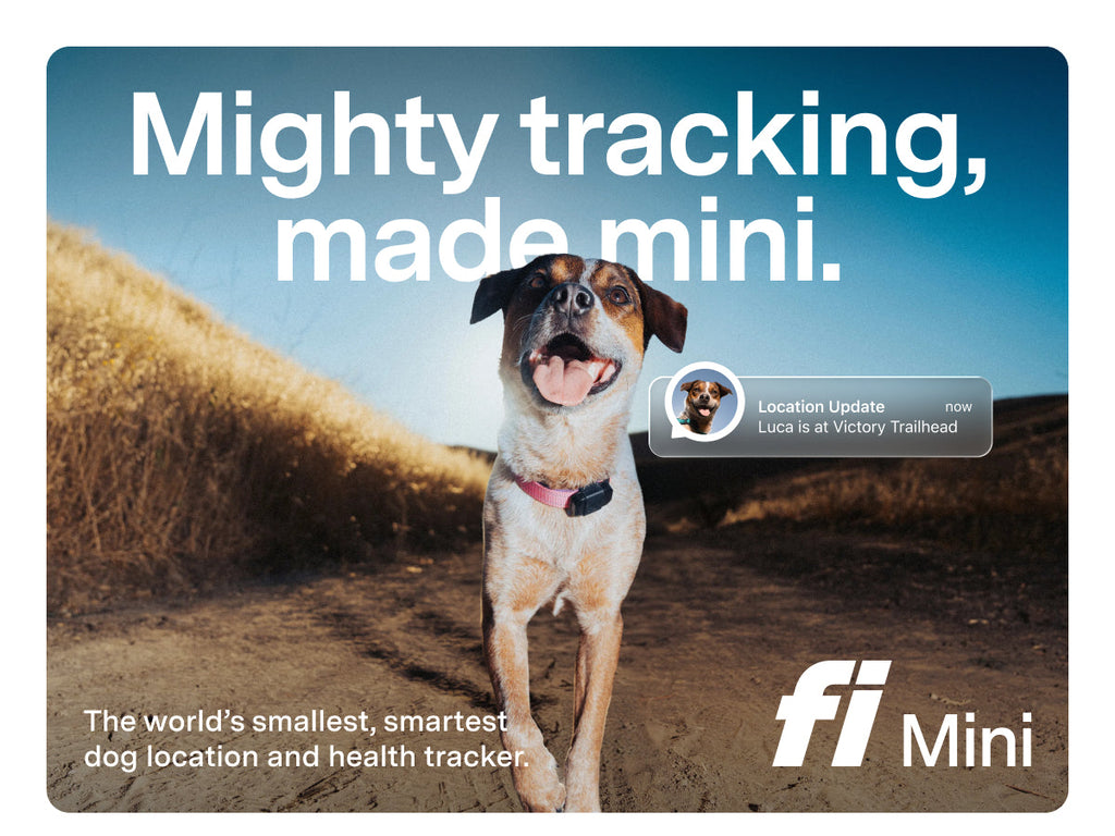 Fi Mini GPS Tracker for Dogs & Cats — Real-Time LTE Location, Escape Alerts & Activity Tracking | 6 Months of Membership Included | Lightweight, Waterproof Collar Attachment