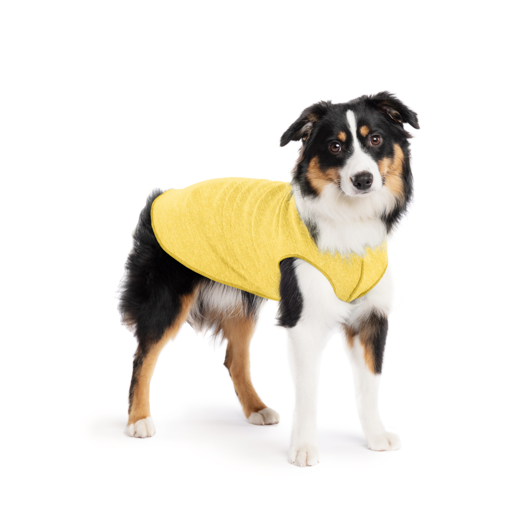 Sun Shield Dog Tee - Butter