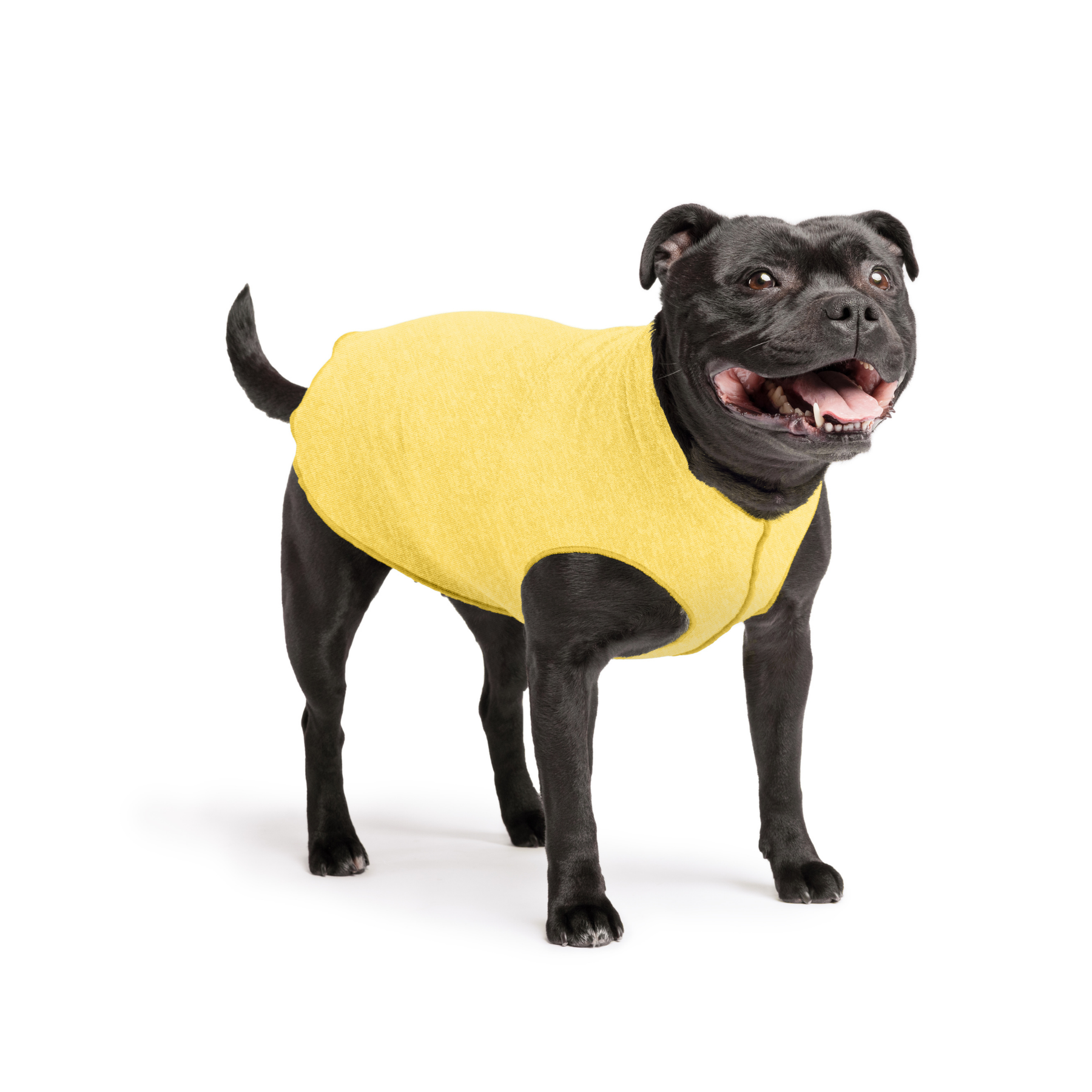 Sun Shield Dog Tee - Butter