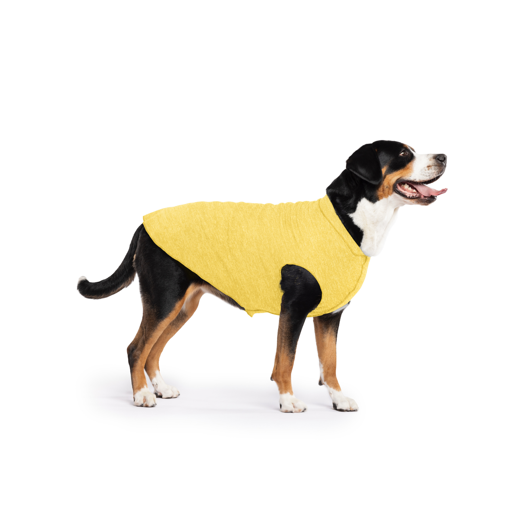 Sun Shield Dog Tee - Butter