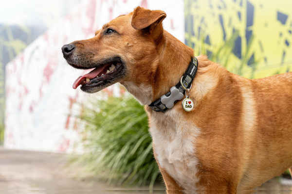 Red Dingo Stainless Steel & Enamel Dog Tag - I Heart Dad