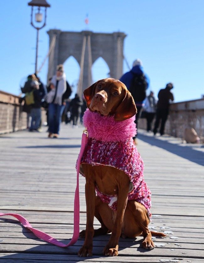 Manhattan Walking Coat For Dogs - Fuchsia Fiesta