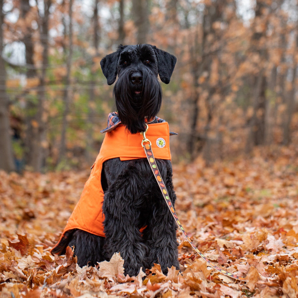 Up Country Orange Field Coat For Dogs