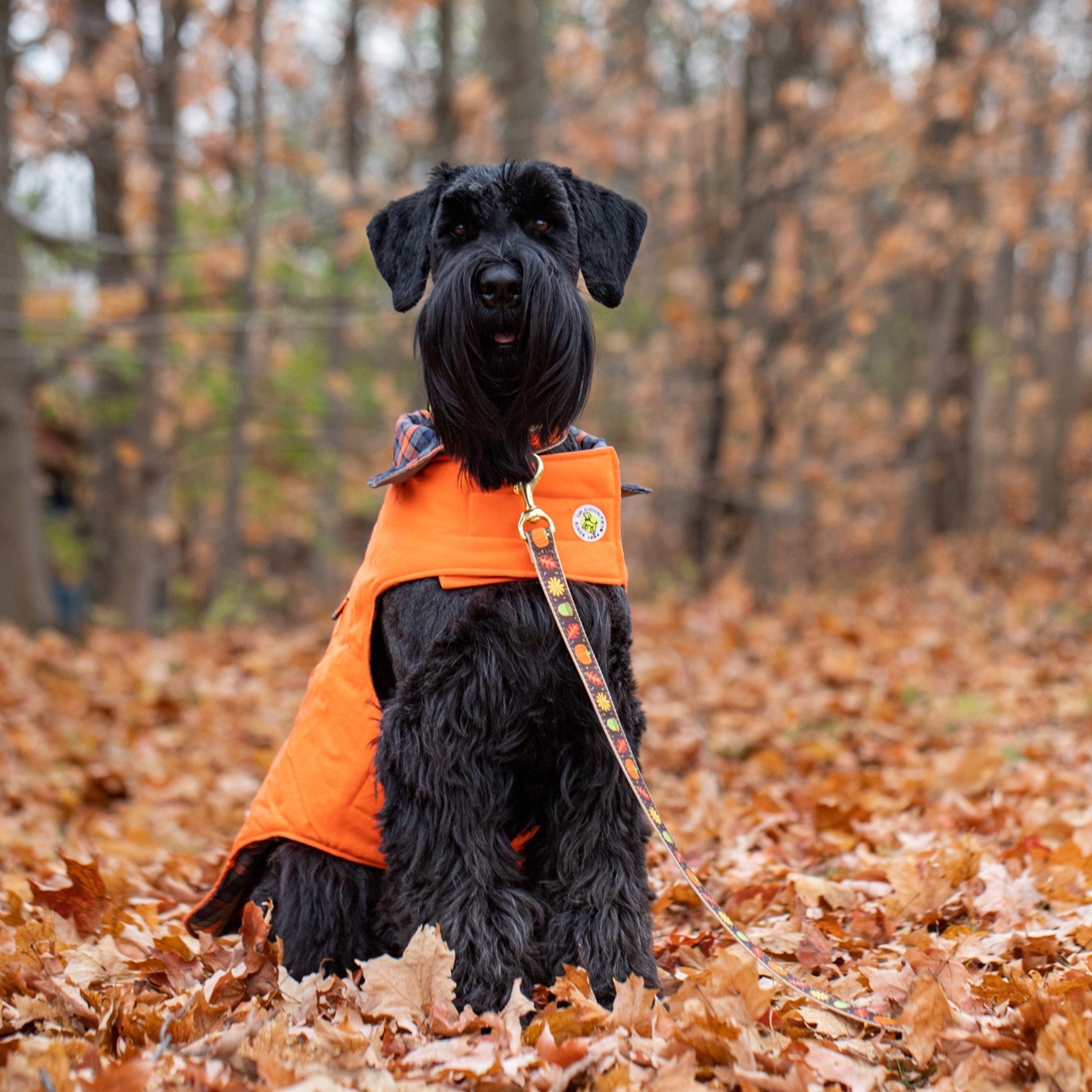 Up Country Orange Field Coat For Dogs