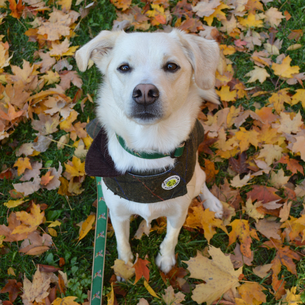 Up Country Tweed Dog Coat - Green