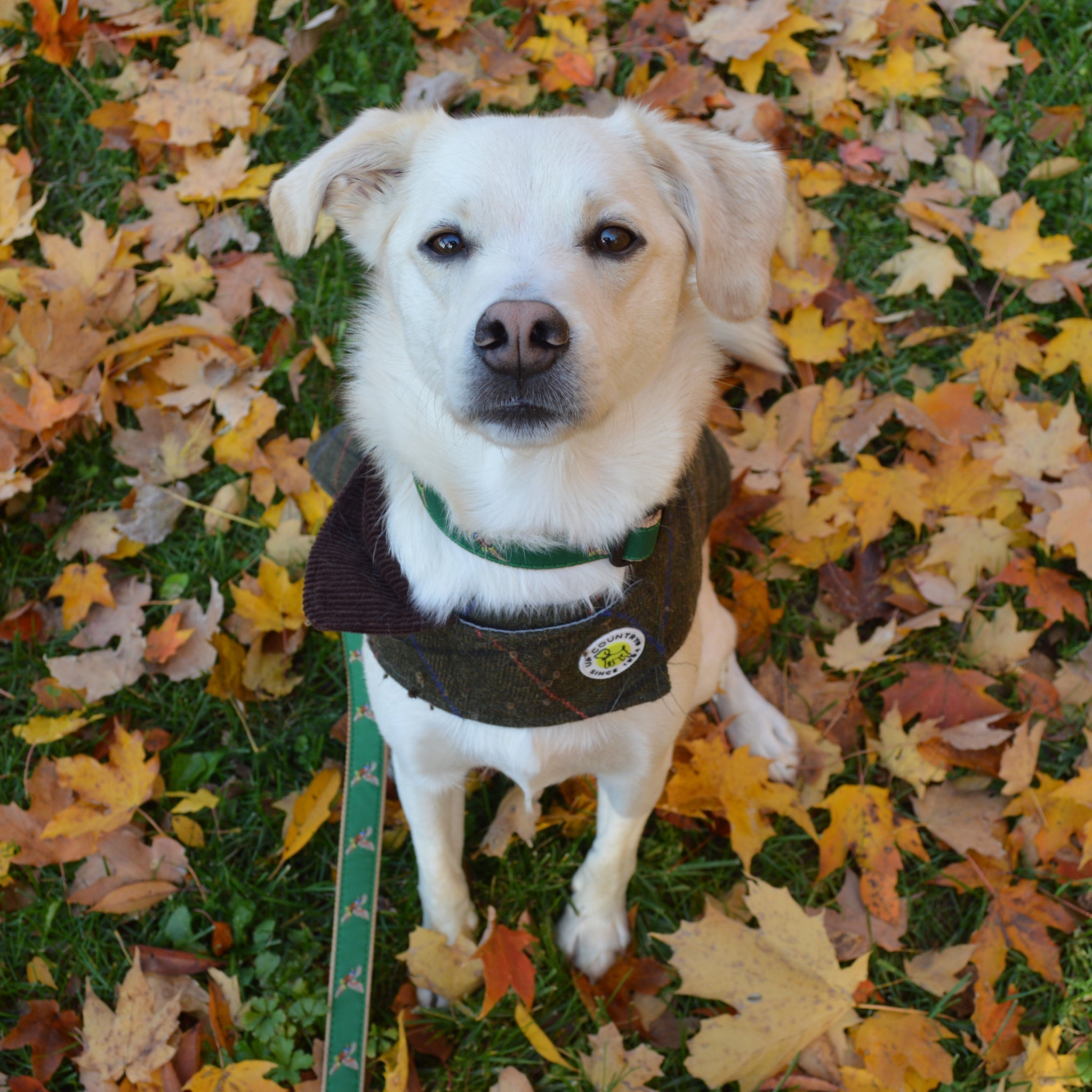 Up Country Tweed Dog Coat - Green