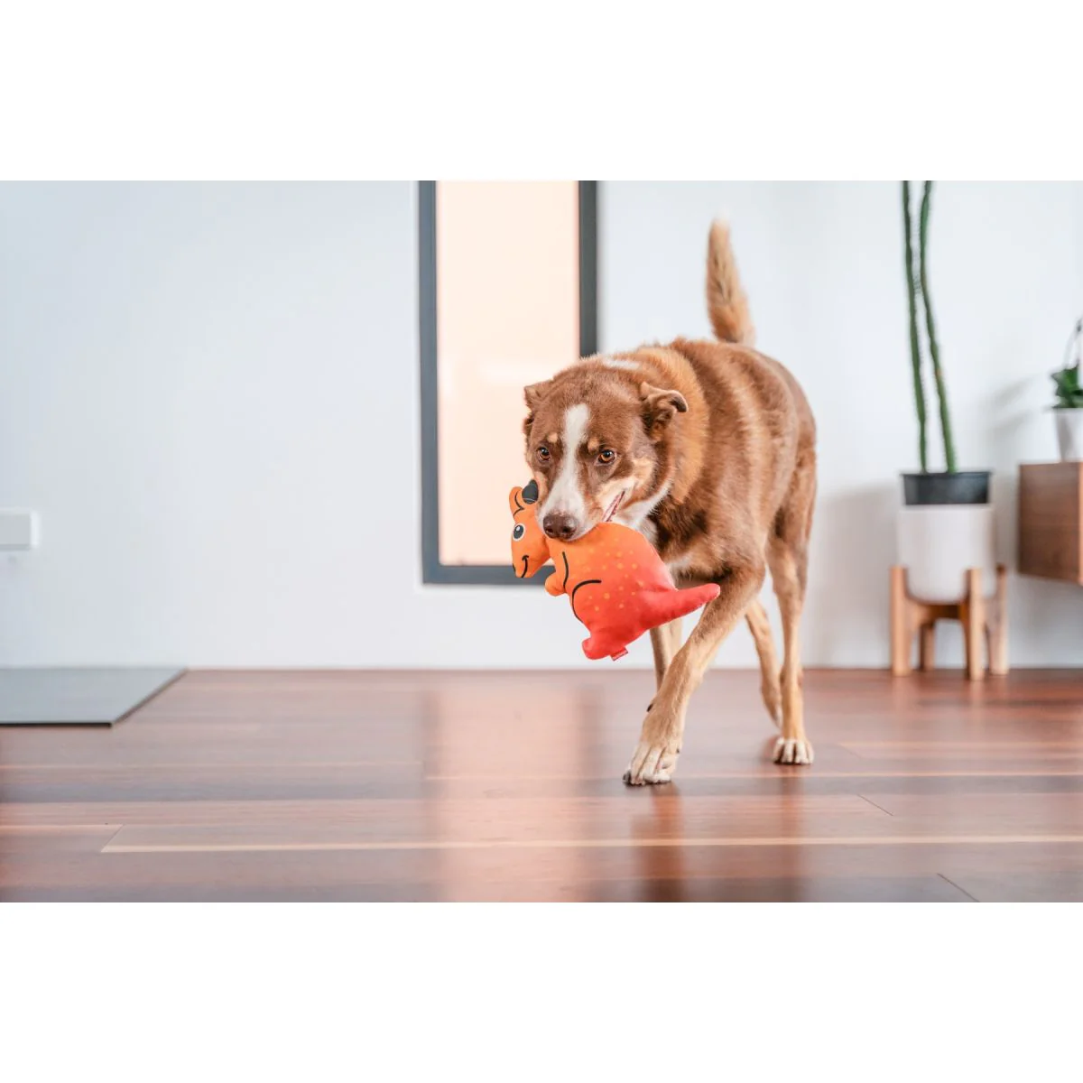 Red Dingo Durables Plush Dog Toy - Kangaroo