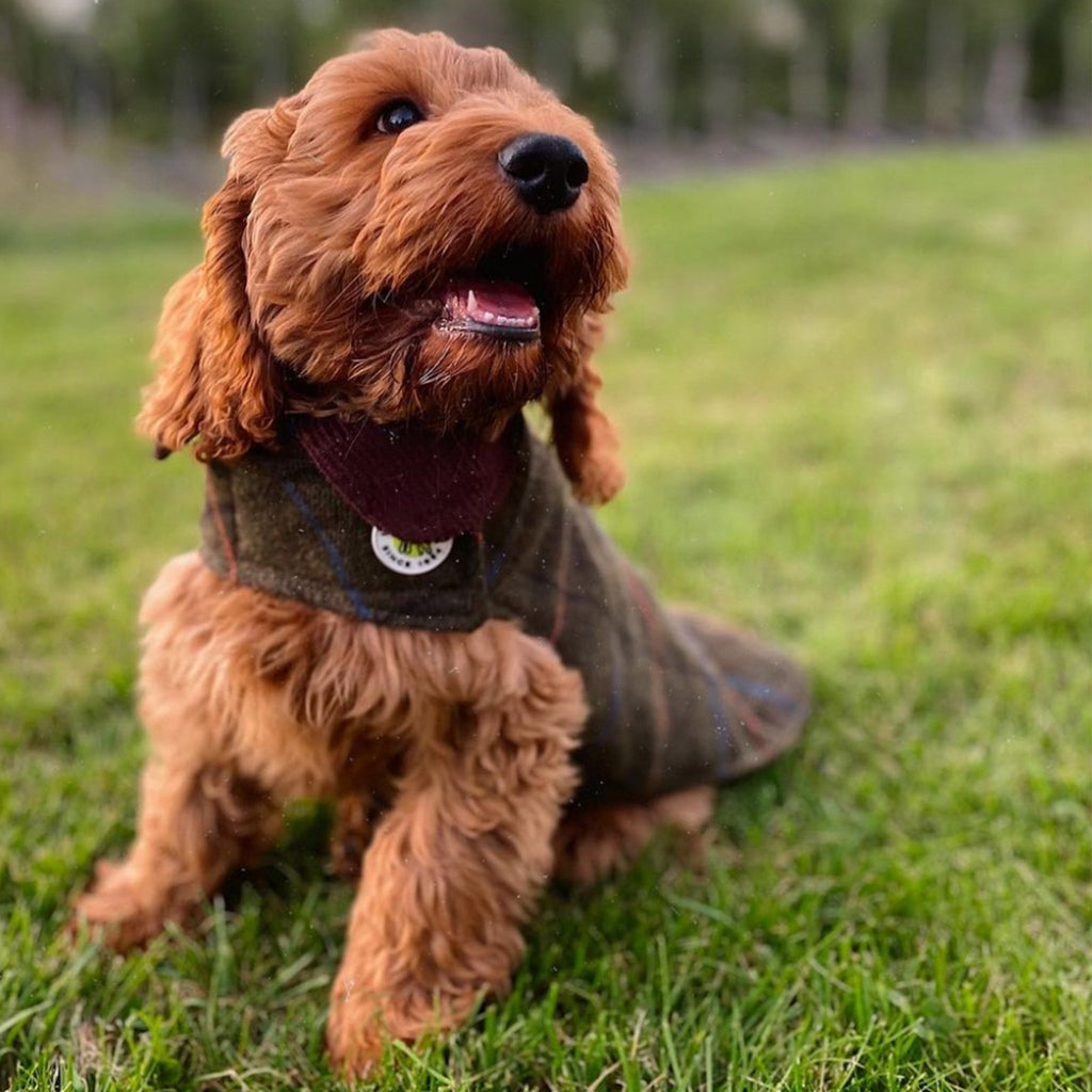Up Country Tweed Dog Coat - Green