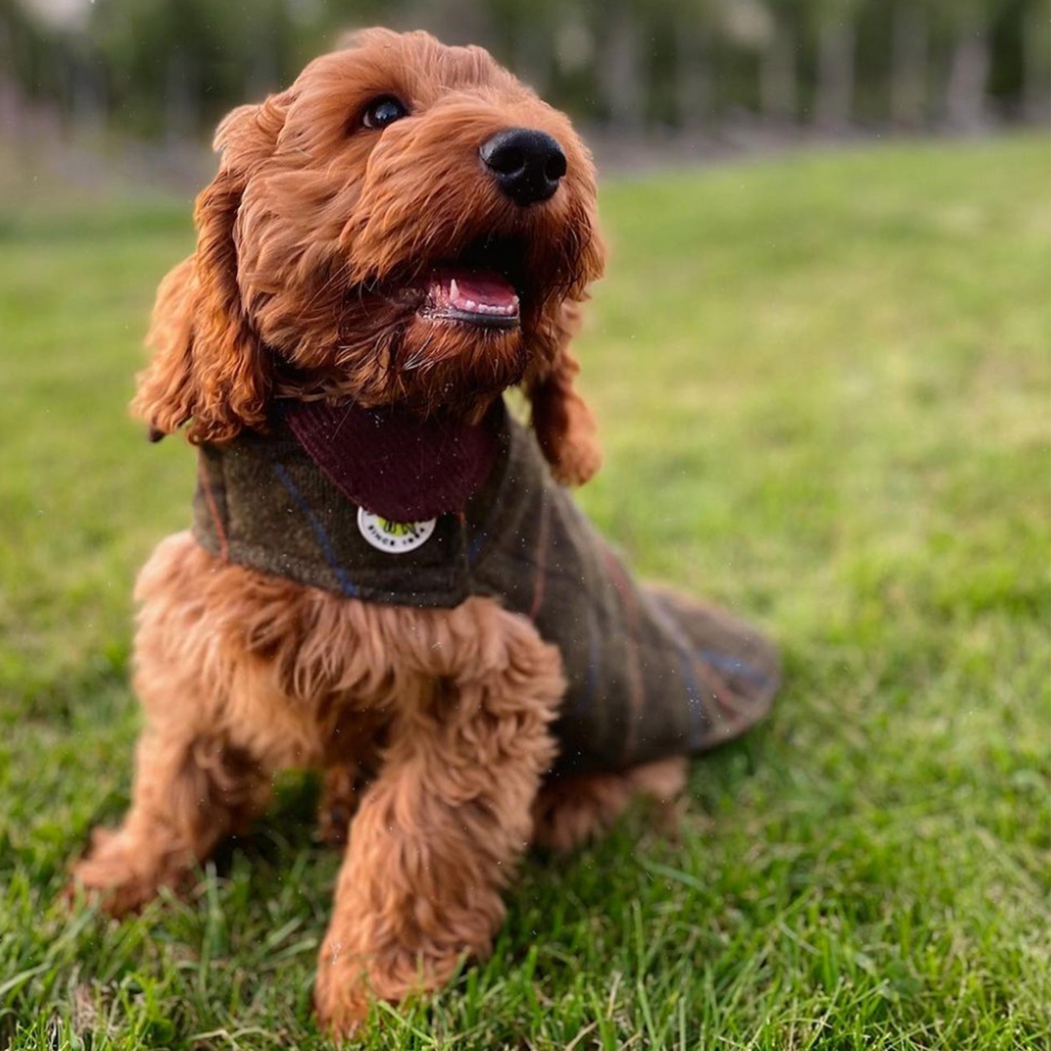 Up Country Tweed Dog Coat - Green