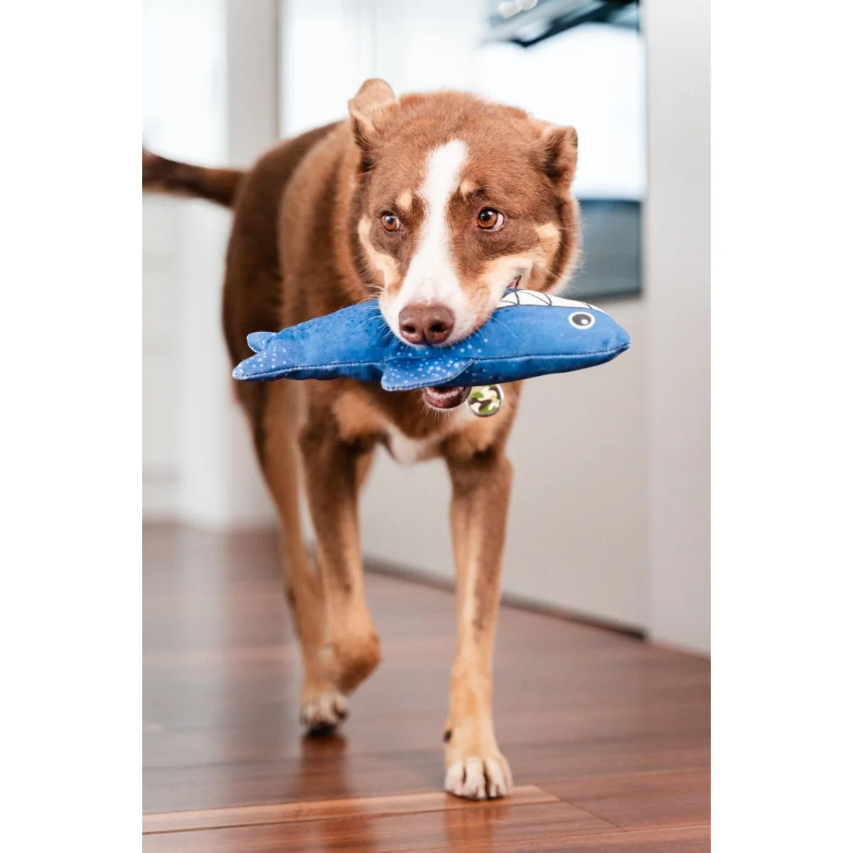 Red Dingo Durables Plush Dog Toy - Shark