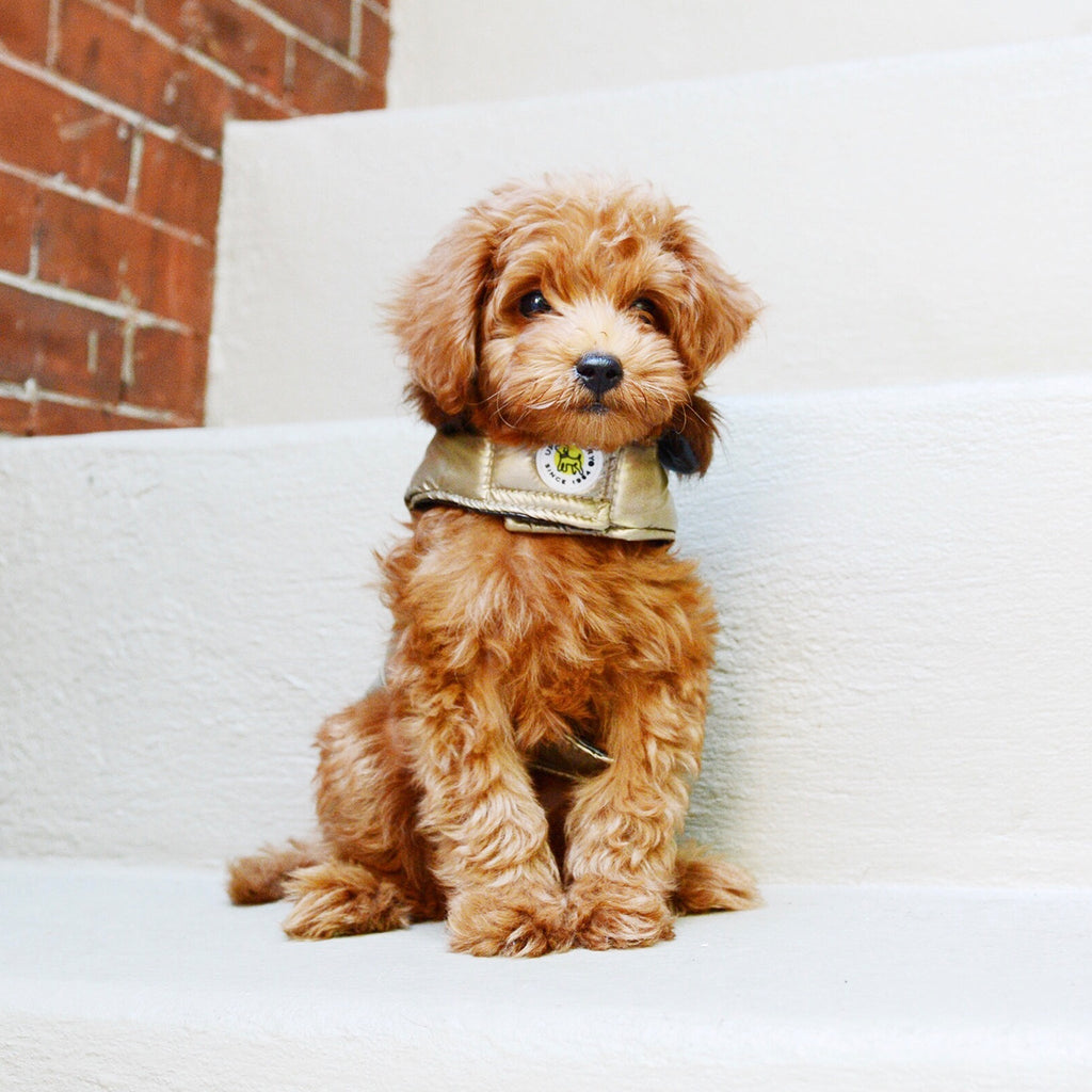 Up Country Metallic Aspen Puffer Dog Coat