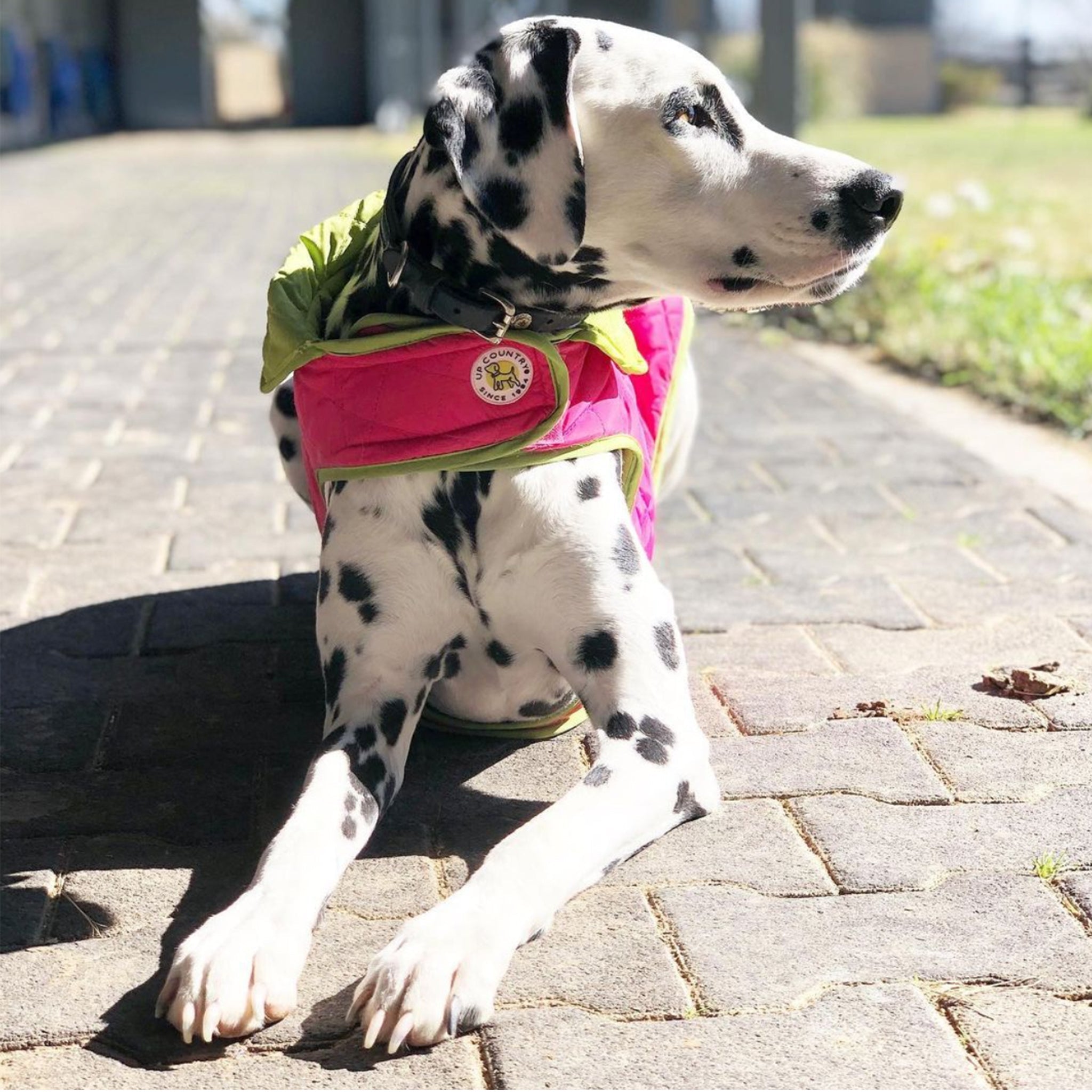 Up Country Diamond Quilted Dog Coat
