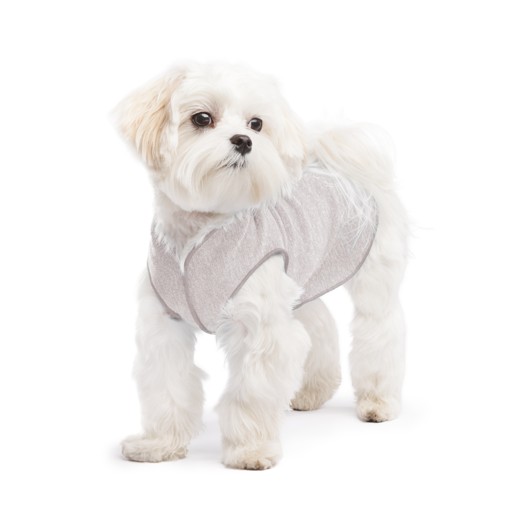 Sun Shield Dog Tee - Pebble Grey