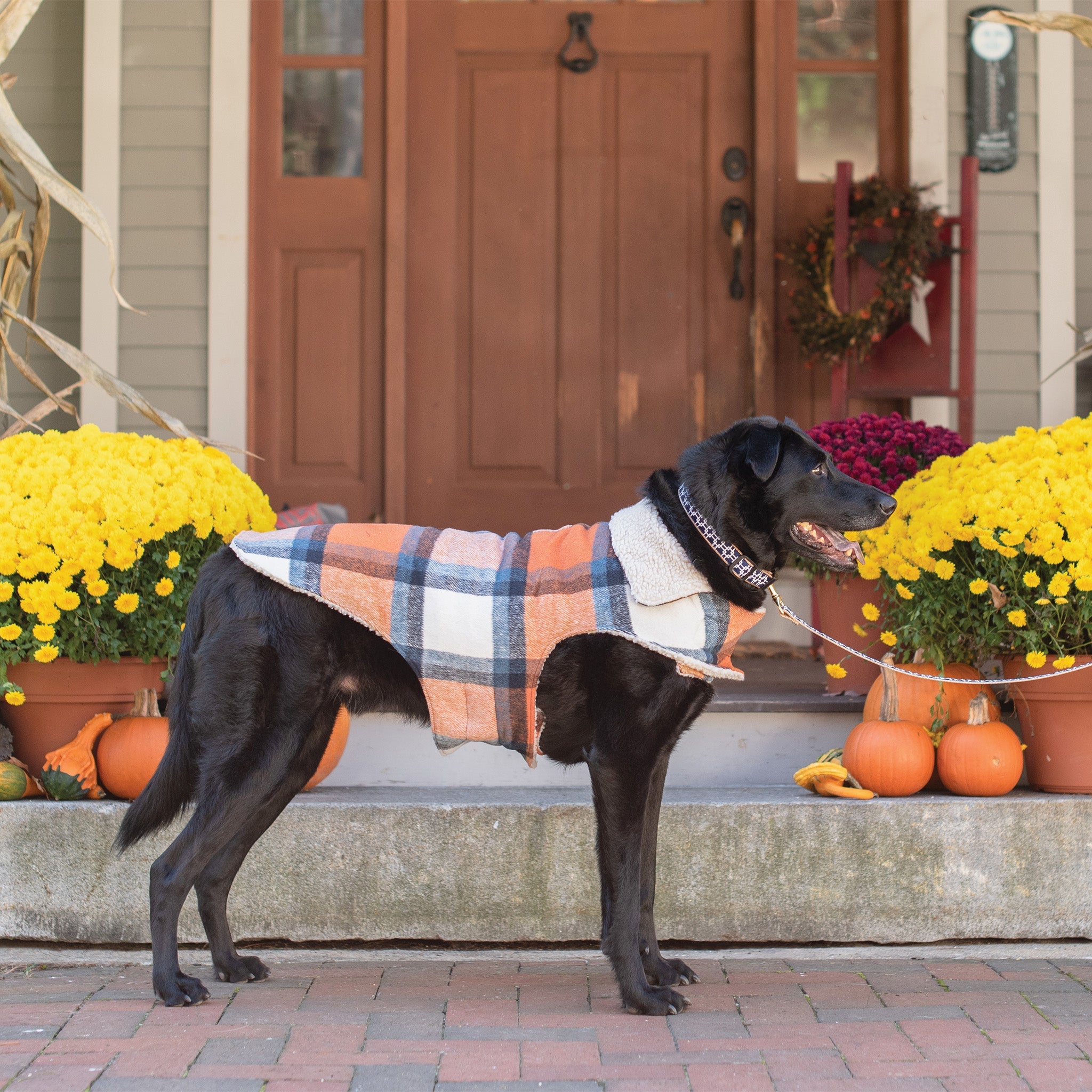 Up Country Shacket Dog Coat