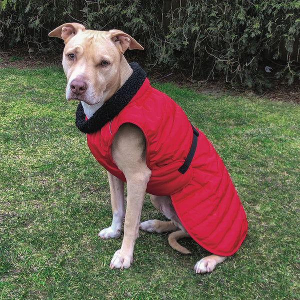 Up Country Basecamp Dog Parka