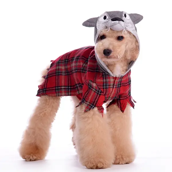 Dog wearing werewolf costume or big bad wolf
