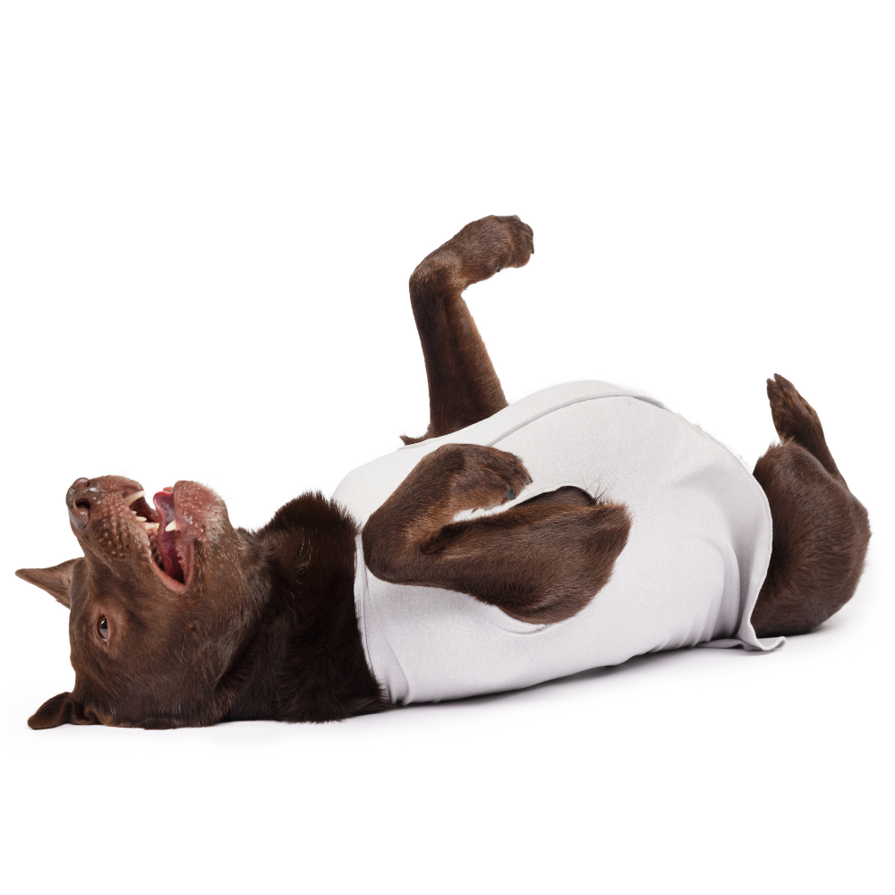 Sun Shield Dog Tee - Pebble Grey