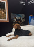 Manhattan Walking Coat For Dogs - Stardust
