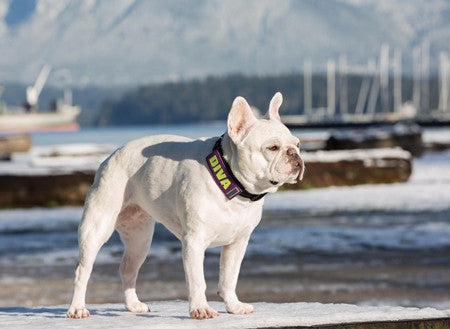 Bark Notes Slide-On Safety Badges for Dog Collars - Caution