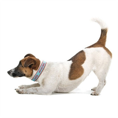 Personalized Bamboo Dog Collar - Aqua/Coral
