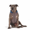 Duluth Double Fleece Pullover Dog Sweater - Charcoal/Marine Blue